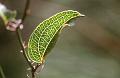 Leaf,_Antarctic_Beech_Forest,_New_England_National_Park